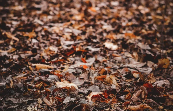 Mokré Podzimní Listí Zamračený Den — Stock fotografie