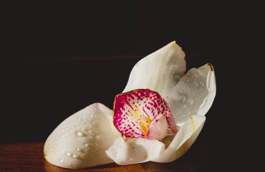 Masanın üzerindeki beyaz orkide, güneşle aydınlatılmış.