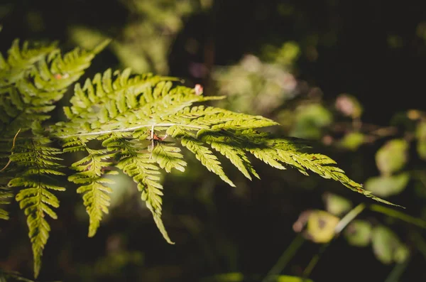 2016 Green Fern Leaf Autumn Forest Solar Image — 스톡 사진