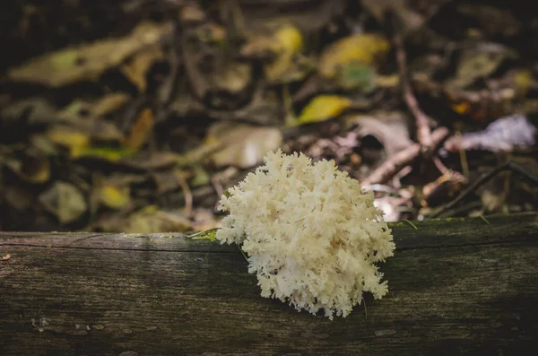 Восхитительный Съедобный Белый Гриб Коралл Hericium Растет Дереве Осеннем Лесу — стоковое фото