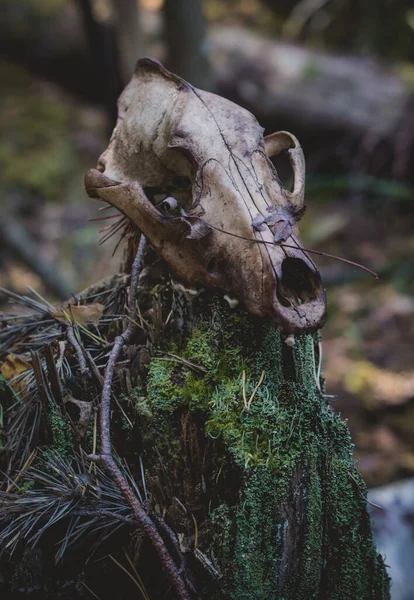 Κρανίο Μιας Άγριας Αλεπούς Ένα Σκοτεινό Φθινοπωρινό Δάσος Μυστική Φύση — Φωτογραφία Αρχείου