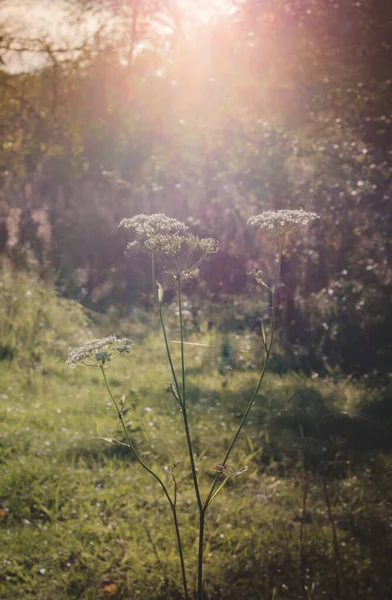 Ervas Outono Sol Sunset Floresta — Fotografia de Stock