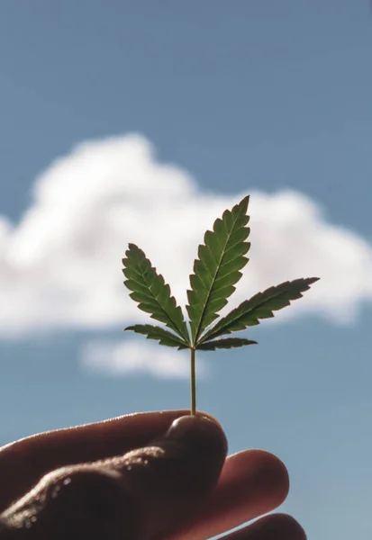Cannabislöv Mot Himlen Hand Håller Ett Marijuanablad Bakgrund Blå Himmel — Stockfoto
