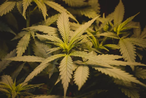 Cannabis Växt Hampa Buske Medicinsk Marijuana — Stockfoto
