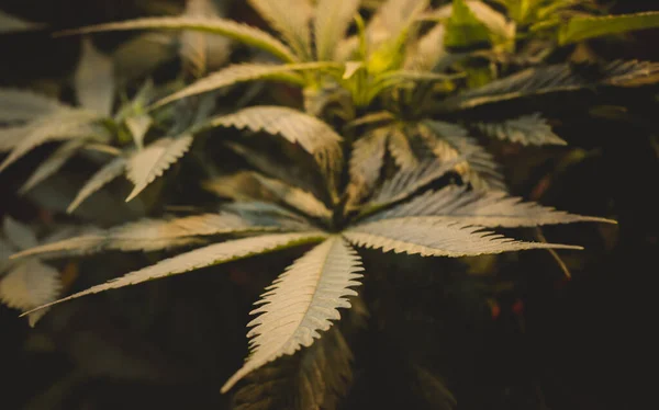 Cannabis Plant Hemp Bush Medical Marijuana — Stock Photo, Image