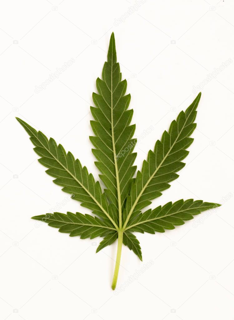 green cannabis leaf on a white background.Close up.