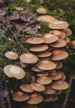 Sonbahar ormanındaki mantarlar. Doğanın arka planı.