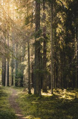 Gündoğumunda güneşli sonbahar ormanı. Rus çam ormanı..
