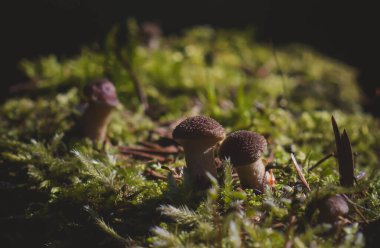 Sonbahar ormanındaki mantarlar. Doğanın arka planı.