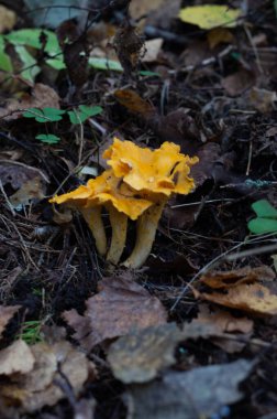 Sonbahar ormanındaki mantarlar. Doğanın arka planı.