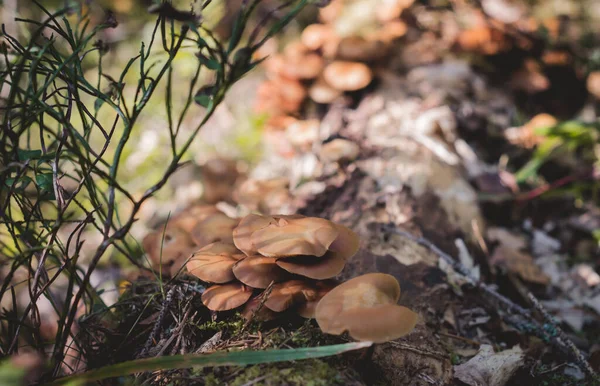 Sonbahar Ormanındaki Mantarlar Doğanın Arka Planı — Stok fotoğraf