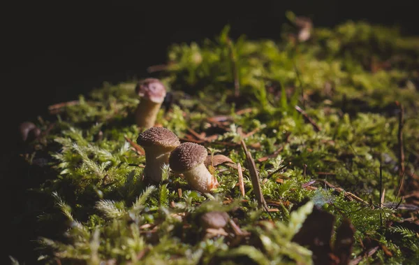 Mushrooms Autumn Forest Background Nature — Stock Photo, Image