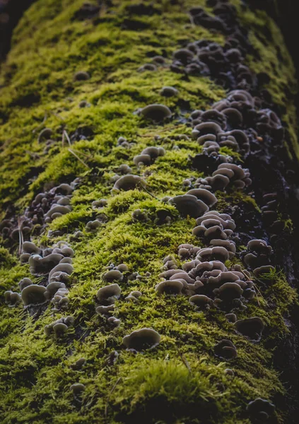 Funghi Nella Foresta Autunnale Sfondo Della Natura — Foto Stock