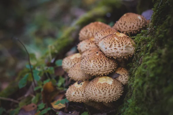 Paddenstoelen Het Herfstbos Achtergrond Van Natuur — Stockfoto