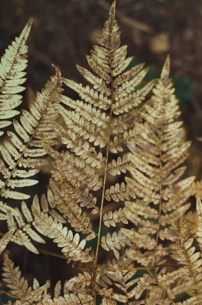 Felce Gialla Nella Foresta Sfondo Astratto — Foto Stock