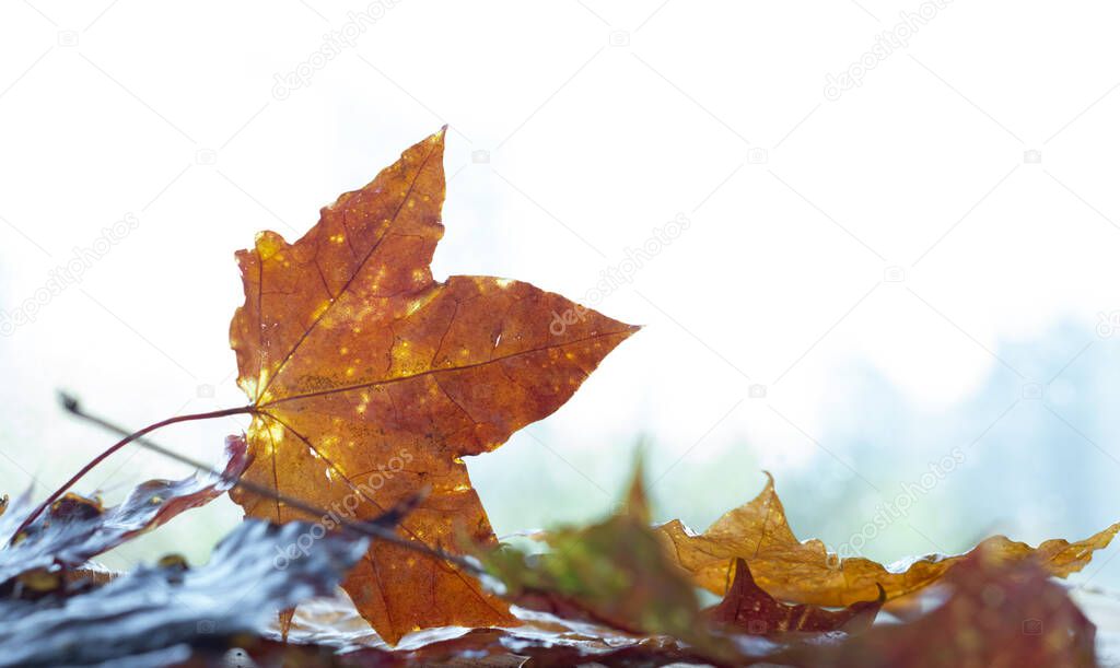 Yellow maple leaves on the window.Autumn mood.