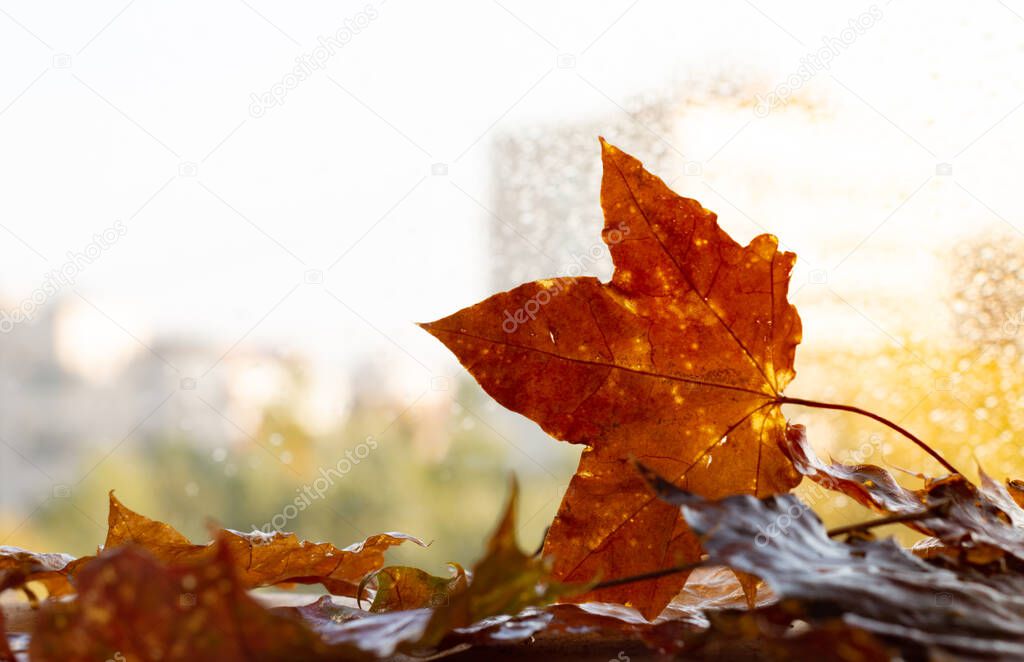 Yellow maple leaves on the window.Autumn mood.