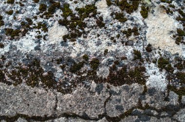 Kaya yüzeyinde yosun var. Taş dokusuna yakın çekim.