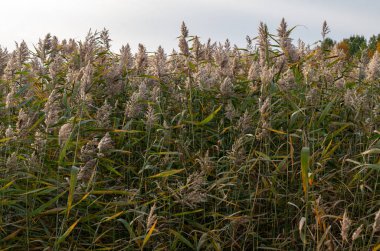 Gölde sazlar. Uzun çimenler ve bulutlu gökyüzü..
