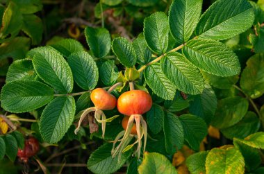 Güneş tarafından aydınlatılmış olgun gül çilekleri..