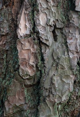 Ağaç havlamasının rahatlama dokusu. Soyut arkaplan.