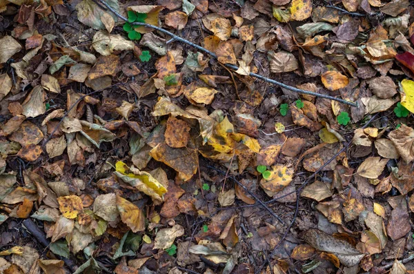 Folhas Amarelas Floresta Floresta Outono Outubro — Fotografia de Stock