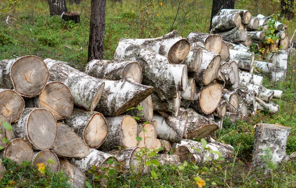 Huş Ağacı Kütüğü Ağaç Kesimi Çimlerde Huş Ağacı Yakacak — Stok fotoğraf