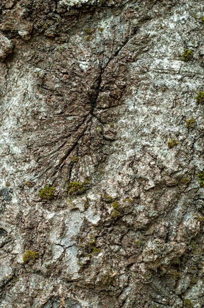 Textura Relevo Casca Árvore Fundo Abstrato — Fotografia de Stock
