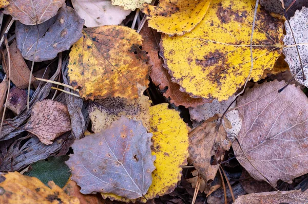 Žluté Listy Lese Podzimní Les Říjnu — Stock fotografie