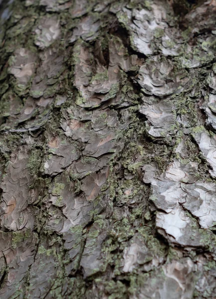 Облегчение Текстуры Дерева Bark Abstract Фон — стоковое фото