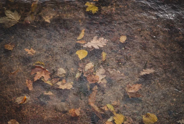 Herbstzeitkonzept Herbst Ahornblätter Pfützen Herbststimmung Ahornblätter Auf Wasserkulisse Kopierraum — Stockfoto