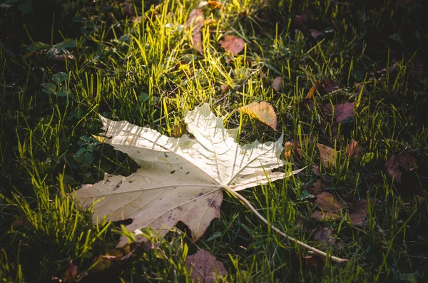 Žlutý Javorový List Leží Trávě Sluneční Paprsk Podzimní Nálada — Stock fotografie