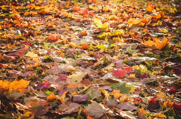 Žluté Listy Leží Zemi Osvětlené Slunci Podzim Jasné Pozadí — Stock fotografie