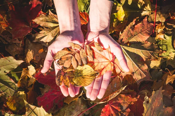 Dívčí Ruka Drží Při Západu Slunce Podzimní List Podzimní Nálada — Stock fotografie