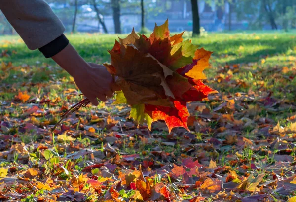 一个女孩的手在日落时握着一片秋叶 — 图库照片