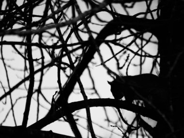 Ağaçtaki gri sincabın silueti. Yüksek kontrastlı siyah beyaz fotoğraf.