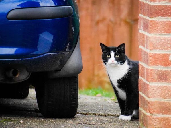 Gato blanco y negro maduro con ojos amarillos se sienta cerca de coche azul. Gato perdido en la calle. Foto: . —  Fotos de Stock