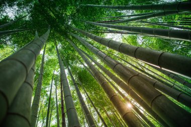 Benim rutin bir mola gizli yerimi Houkokuji Tapınağı'nda iç barışın bir an için buldum.