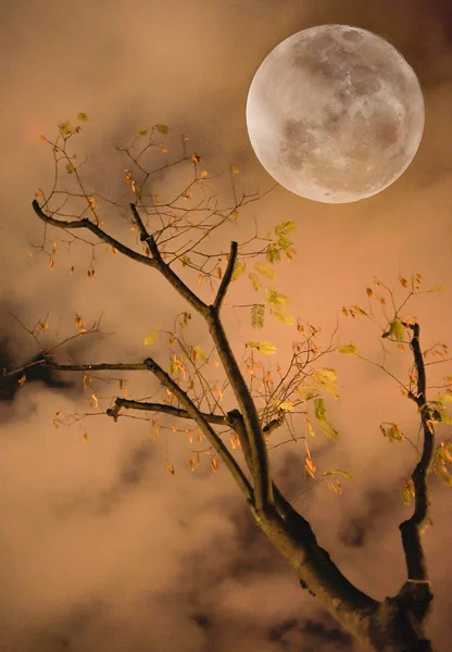 Luna Llena Entre Las Nubes Iluminando Las Ramas Arbol — Fotografia de Stock