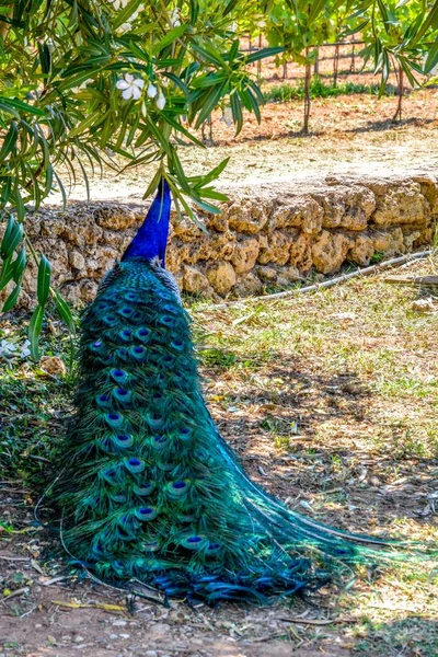 Pavo Real Fotografiado Por Detrás Con Cola Colorida Primer Plano Imágenes De Stock Sin Royalties Gratis