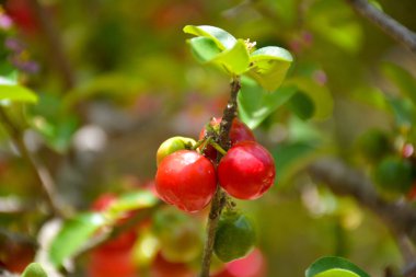 Taze organik Acerola kiraz ağacı, yüksek C vitamini ve antioksidan meyveler 