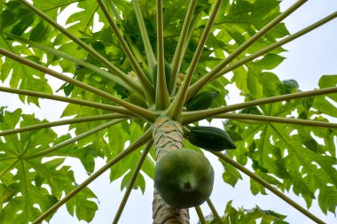 Birçok tropikal meyve bahçesinde Brezilya büyüyen ağaç üzerinde papaya meyve yeşil 