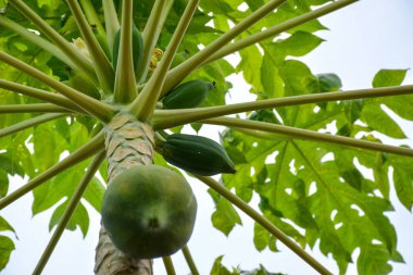 Birçok tropikal meyve bahçesinde Brezilya büyüyen ağaç üzerinde papaya meyve yeşil 