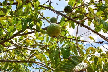 Yeşil guava meyve sezon hasat tarım çiftlik Brezilya ağaçta asılı