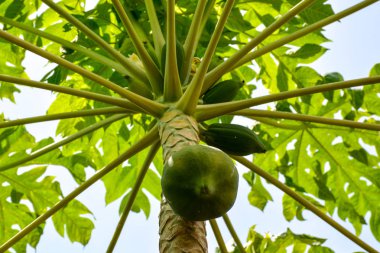 Birçok tropikal meyve bahçesinde Brezilya büyüyen ağaç üzerinde papaya meyve yeşil 