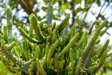 Yerli kaktüs yakın çekim