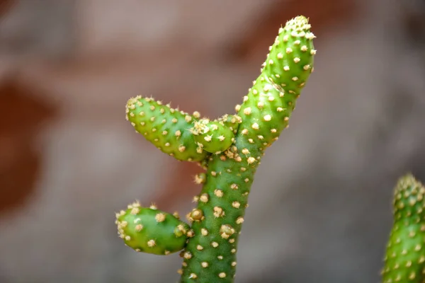 Binnenlandse Cactus Close — Stockfoto