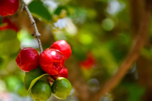 Свіжа Органічна Вишня Acerola Дереві Високий Вміст Вітаміну Антиоксидантні Фрукти Ліцензійні Стокові Фото