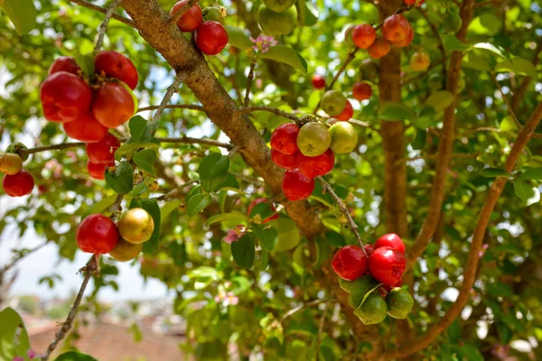 Cereza Acerola Orgánica Fresca Árbol Vitamina Alta Frutas Antioxidantes Imágenes De Stock Sin Royalties Gratis
