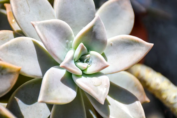 Graptopetalum Paraguayense Ghost Växt Suckulent Växtart Växtfamiljen Jade Fetbladsväxter Som Royaltyfria Stockbilder